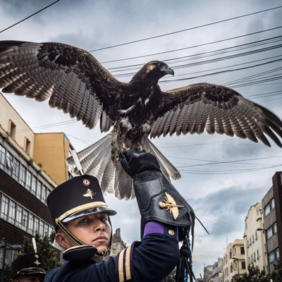 Wings of Freedom